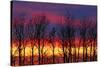 Canada, Manitoba, Winnipeg. Trees and clouds at sunrise.-Jaynes Gallery-Stretched Canvas