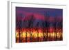 Canada, Manitoba, Winnipeg. Trees and clouds at sunrise.-Jaynes Gallery-Framed Photographic Print