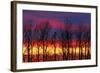 Canada, Manitoba, Winnipeg. Trees and clouds at sunrise.-Jaynes Gallery-Framed Photographic Print