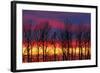 Canada, Manitoba, Winnipeg. Trees and clouds at sunrise.-Jaynes Gallery-Framed Photographic Print