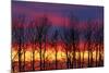 Canada, Manitoba, Winnipeg. Trees and clouds at sunrise.-Jaynes Gallery-Mounted Photographic Print