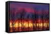 Canada, Manitoba, Winnipeg. Trees and clouds at sunrise.-Jaynes Gallery-Framed Stretched Canvas