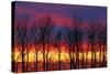 Canada, Manitoba, Winnipeg. Trees and clouds at sunrise.-Jaynes Gallery-Stretched Canvas