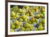 Canada, Montreal, Marche Jean Talon Market, Pears-Walter Bibikow-Framed Photographic Print