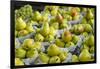 Canada, Montreal, Marche Jean Talon Market, Pears-Walter Bibikow-Framed Premium Photographic Print