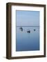 Canada, New Brunswick. Fishing Boats on Passamaquoddy Bay-Cindy Miller Hopkins-Framed Photographic Print