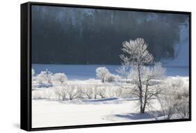 Canada, Nova Scotia, Cape Breton, Cabot Trail, Frosted Trees in Margaree-Patrick J. Wall-Framed Stretched Canvas