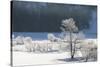 Canada, Nova Scotia, Cape Breton, Cabot Trail, Frosted Trees in Margaree-Patrick J. Wall-Stretched Canvas