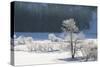 Canada, Nova Scotia, Cape Breton, Cabot Trail, Frosted Trees in Margaree-Patrick J. Wall-Stretched Canvas