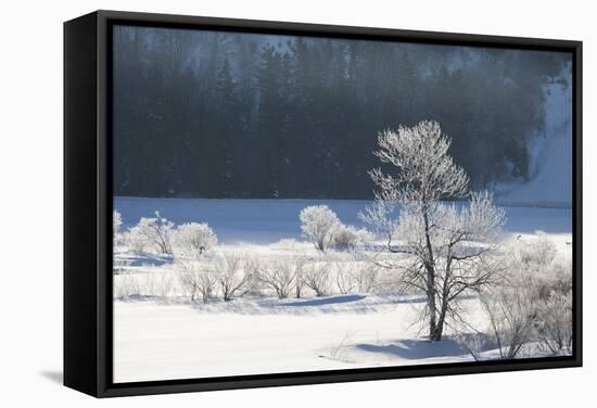 Canada, Nova Scotia, Cape Breton, Cabot Trail, Frosted Trees in Margaree-Patrick J. Wall-Framed Stretched Canvas