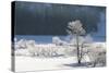 Canada, Nova Scotia, Cape Breton, Cabot Trail, Frosted Trees in Margaree-Patrick J. Wall-Stretched Canvas