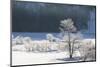 Canada, Nova Scotia, Cape Breton, Cabot Trail, Frosted Trees in Margaree-Patrick J. Wall-Mounted Photographic Print