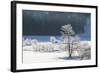 Canada, Nova Scotia, Cape Breton, Cabot Trail, Frosted Trees in Margaree-Patrick J. Wall-Framed Photographic Print