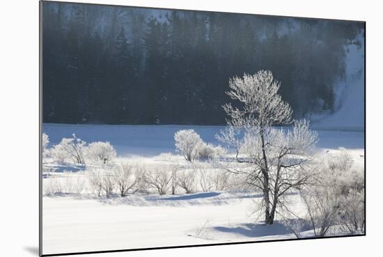 Canada, Nova Scotia, Cape Breton, Cabot Trail, Frosted Trees in Margaree-Patrick J. Wall-Mounted Photographic Print