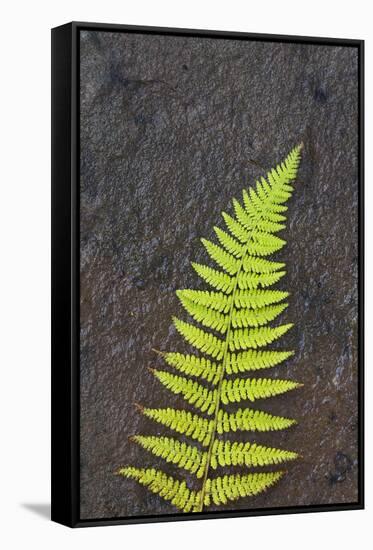 Canada, Nova Scotia, Cape Breton, fern-Patrick J. Wall-Framed Stretched Canvas