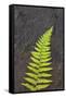 Canada, Nova Scotia, Cape Breton, fern-Patrick J. Wall-Framed Stretched Canvas