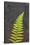 Canada, Nova Scotia, Cape Breton, fern-Patrick J. Wall-Stretched Canvas