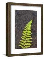 Canada, Nova Scotia, Cape Breton, fern-Patrick J. Wall-Framed Photographic Print