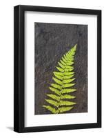 Canada, Nova Scotia, Cape Breton, fern-Patrick J. Wall-Framed Photographic Print