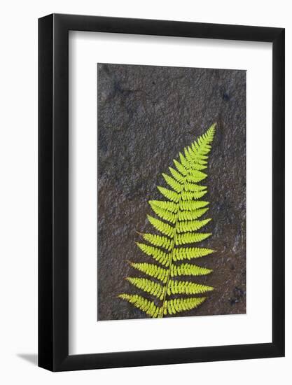 Canada, Nova Scotia, Cape Breton, fern-Patrick J. Wall-Framed Photographic Print