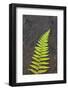 Canada, Nova Scotia, Cape Breton, fern-Patrick J. Wall-Framed Photographic Print