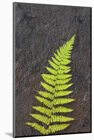 Canada, Nova Scotia, Cape Breton, fern-Patrick J. Wall-Mounted Photographic Print