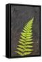 Canada, Nova Scotia, Cape Breton, fern-Patrick J. Wall-Framed Stretched Canvas