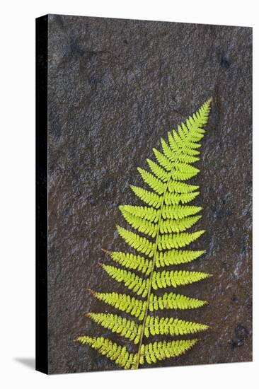 Canada, Nova Scotia, Cape Breton, fern-Patrick J. Wall-Stretched Canvas