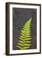 Canada, Nova Scotia, Cape Breton, fern-Patrick J. Wall-Framed Photographic Print