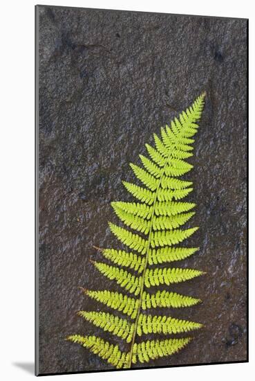 Canada, Nova Scotia, Cape Breton, fern-Patrick J. Wall-Mounted Photographic Print