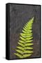 Canada, Nova Scotia, Cape Breton, fern-Patrick J. Wall-Framed Stretched Canvas