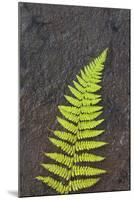 Canada, Nova Scotia, Cape Breton, fern-Patrick J. Wall-Mounted Premium Photographic Print