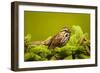 Canada, Nova Scotia, Cape Breton, Song Sparrow, Melospiza Melodia-Patrick J. Wall-Framed Photographic Print