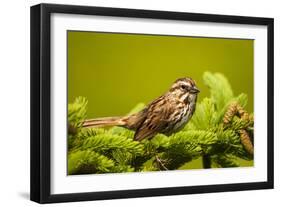 Canada, Nova Scotia, Cape Breton, Song Sparrow, Melospiza Melodia-Patrick J. Wall-Framed Photographic Print