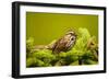 Canada, Nova Scotia, Cape Breton, Song Sparrow, Melospiza Melodia-Patrick J. Wall-Framed Photographic Print