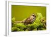 Canada, Nova Scotia, Cape Breton, Song Sparrow, Melospiza Melodia-Patrick J. Wall-Framed Photographic Print