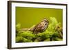 Canada, Nova Scotia, Cape Breton, Song Sparrow, Melospiza Melodia-Patrick J. Wall-Framed Photographic Print