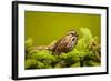 Canada, Nova Scotia, Cape Breton, Song Sparrow, Melospiza Melodia-Patrick J. Wall-Framed Photographic Print