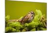 Canada, Nova Scotia, Cape Breton, Song Sparrow, Melospiza Melodia-Patrick J. Wall-Mounted Photographic Print