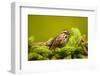 Canada, Nova Scotia, Cape Breton, Song Sparrow, Melospiza Melodia-Patrick J. Wall-Framed Premium Photographic Print