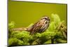 Canada, Nova Scotia, Cape Breton, Song Sparrow, Melospiza Melodia-Patrick J. Wall-Mounted Premium Photographic Print