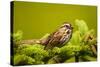 Canada, Nova Scotia, Cape Breton, Song Sparrow, Melospiza Melodia-Patrick J. Wall-Stretched Canvas