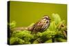 Canada, Nova Scotia, Cape Breton, Song Sparrow, Melospiza Melodia-Patrick J. Wall-Stretched Canvas