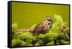 Canada, Nova Scotia, Cape Breton, Song Sparrow, Melospiza Melodia-Patrick J. Wall-Framed Stretched Canvas