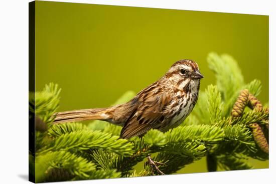 Canada, Nova Scotia, Cape Breton, Song Sparrow, Melospiza Melodia-Patrick J. Wall-Stretched Canvas