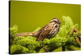 Canada, Nova Scotia, Cape Breton, Song Sparrow, Melospiza Melodia-Patrick J. Wall-Stretched Canvas