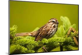 Canada, Nova Scotia, Cape Breton, Song Sparrow, Melospiza Melodia-Patrick J. Wall-Mounted Photographic Print