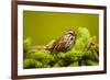 Canada, Nova Scotia, Cape Breton, Song Sparrow, Melospiza Melodia-Patrick J. Wall-Framed Photographic Print