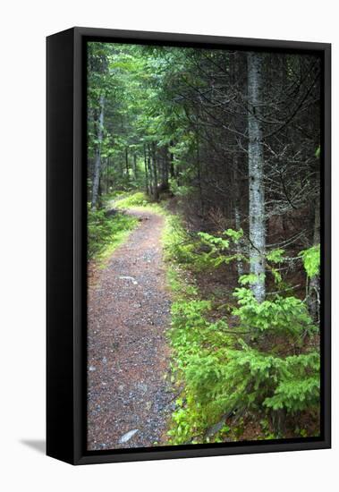 Canada, Nova Scotia, Guysborough. Boylston Provincial Park trail.-Kymri Wilt-Framed Stretched Canvas