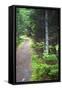 Canada, Nova Scotia, Guysborough. Boylston Provincial Park trail.-Kymri Wilt-Framed Stretched Canvas